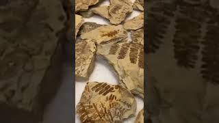 What Was The Flora Like At The Time Of Pangea?