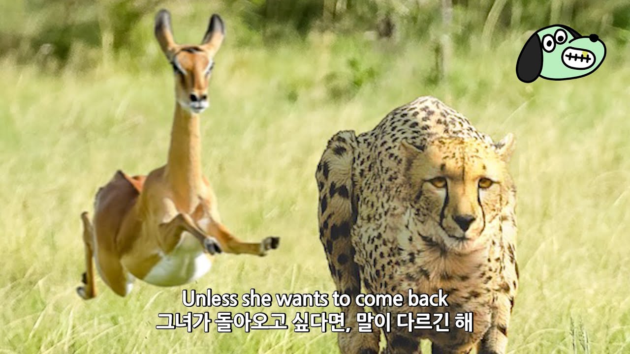 음악력 100, 찌질함 100 / Thundercat & Tame Impala - No More Lies [가사해석]