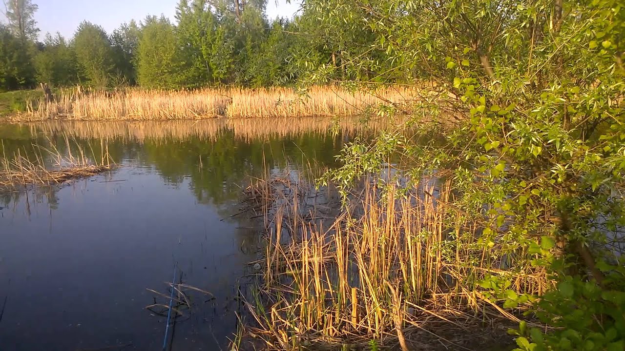 Река нива рыбалка