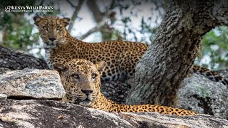 Indian Leopards Vs African Leopards A Fascinating Comparison Of Subspecies