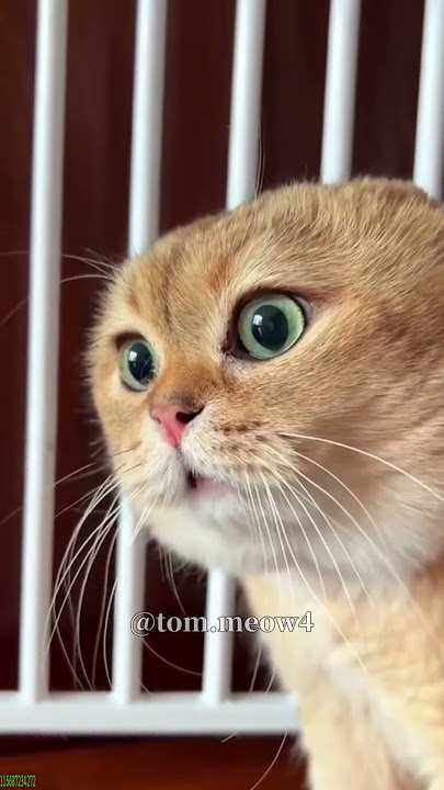 🐕 Funny Cat Fails | Funny Cat Compilation #FunnyCats Ep 3757