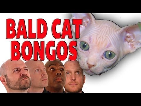 bald-cat-bongos