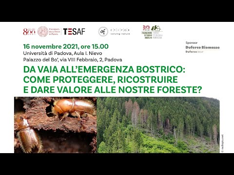 Da Vaia all'emergenza bostrico: come proteggere, ricostruire e dare valore alle nostre foreste?