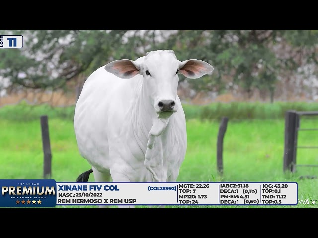 LOTE 11   XINANE FIV COL