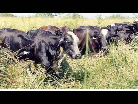 Curso Vacas Meio Sangue para Produção de Leite