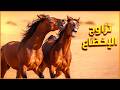 تزاوج الخيول تزاوج السيطرة والخضوع اغرب زواج فى الحيوانات 