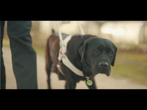 Video: Jaunskotijas Pīļu Maksāšanas Retrīveru Suņu šķirne Hipoalerģiska, Veselības Un Dzīves Ilguma