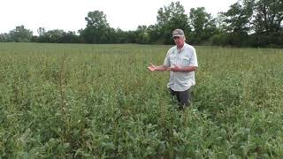 Waterhemp - using the noxious weed law to prevent spread