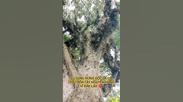 CỤ SUNG RỪNG ĐỘC LẠ CỔ THỤ TRÊN TÂY NGUYÊN HÙNG VĨ ĐẮK LẮK