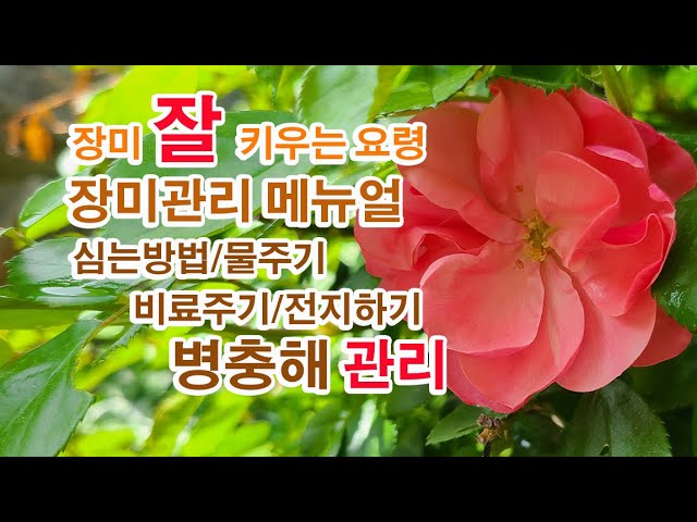 장미 이렇게 키우자, 장미관리 메뉴얼