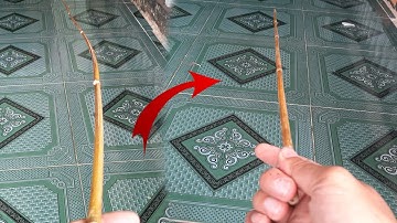 cách uốn tre trúc cho thẳng để làm cần câu | cong mấy cũng thẳng