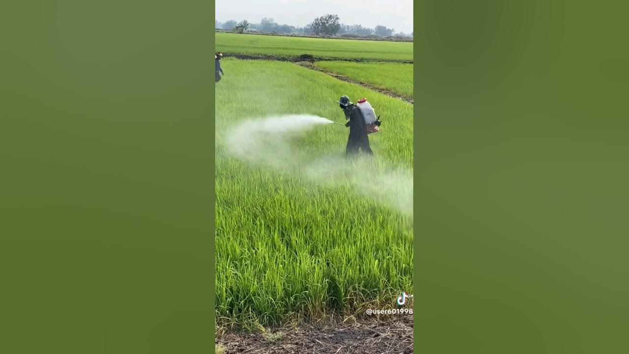 pakai alat sprayer seperti ini,, pasti lebih mempercepat pekerjaan, dan hasil maksimal pakai alat sprayer seperti ini,, pasti lebih mempercepat pekerjaan, dan hasil maksimal