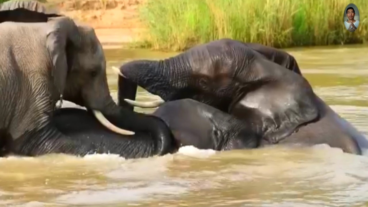 The group elephant playing a water .