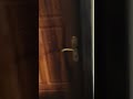 How To Open A Door Lock Trick How Howto Diy Door Tips Tipsandtricks Lifestyle Lifehacks How To Open A Door Lock Trick How Howto Diy Door Tips Tipsandtricks Lifestyle Lifehacks