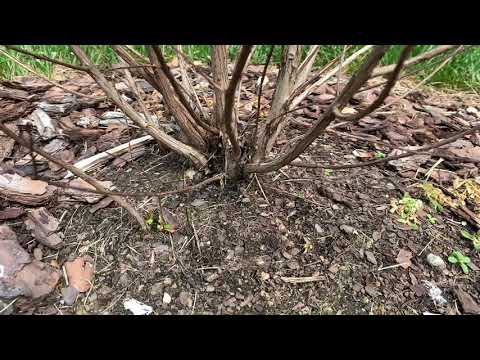 Video: Crepe Myrtle Leaf Growth - My Crepe Myrtle Has No Leaves