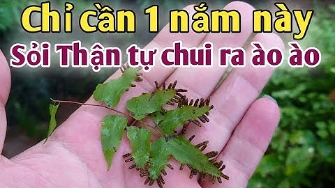 Bài thuốc trị sỏi thận, sỏi bàng quang, cặn thận. PHAN HẢI Channel.