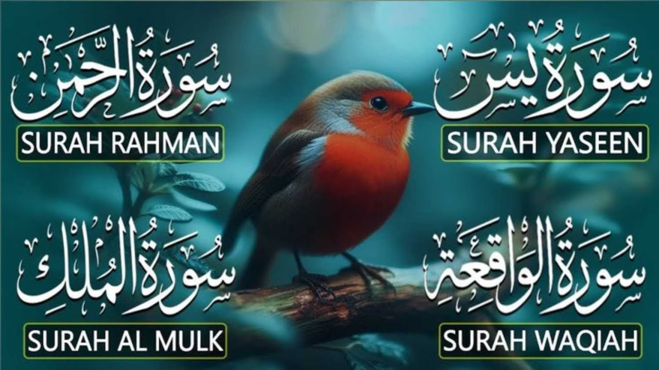 Surah Yasin  ArRahman  Al Mulk   Al Waqiah   Beautiful recitation by By Alaa Aqel  