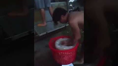 Vlogs 139 Bồi cá - Hồ câu Thái Dương 0933110009 KP Tân Ba, P. Thái Hòa, Tân Uyên, Bình Dương