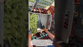 Smart Lettuce Planting Machine #farming #agriculture #farmtech