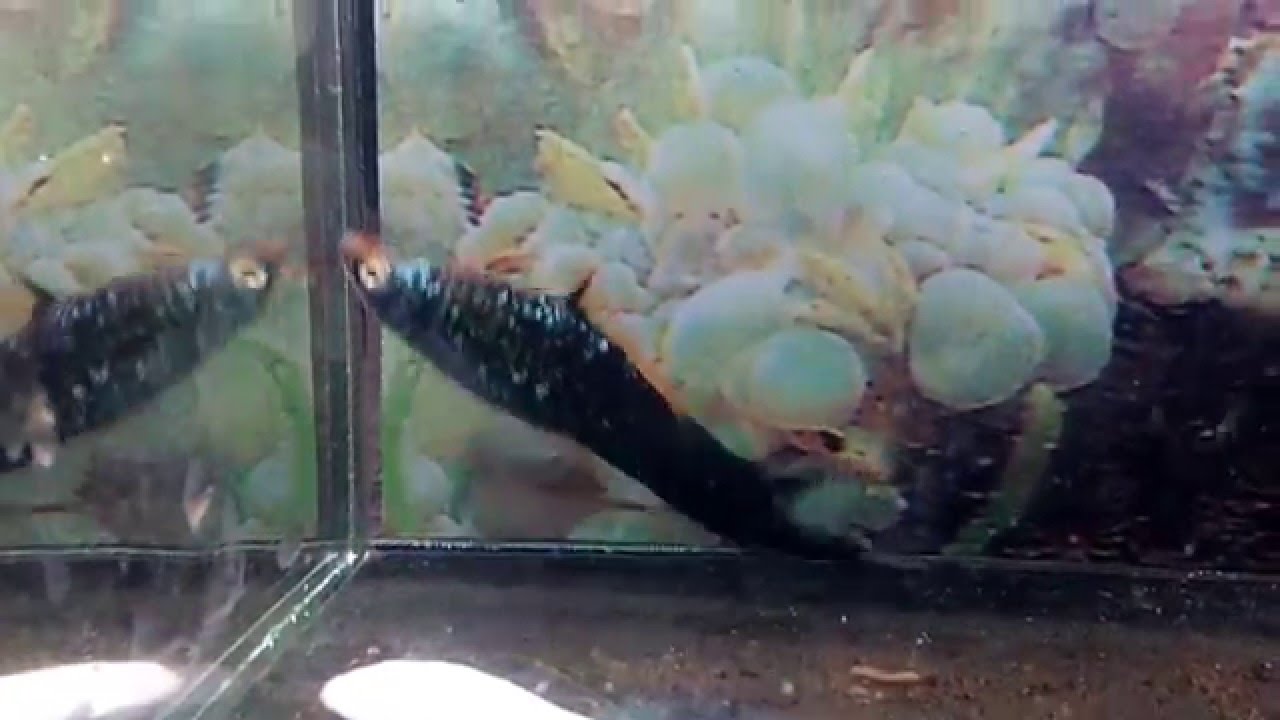  Gambar Jenis Ikan Hias Swordtail Akuarium Gambar Platy di 