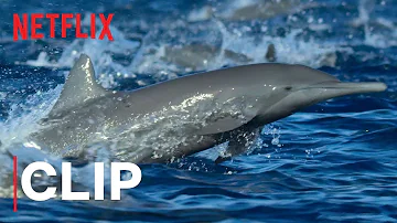 Our Planet | Spinner Dolphins | Clip | Netflix