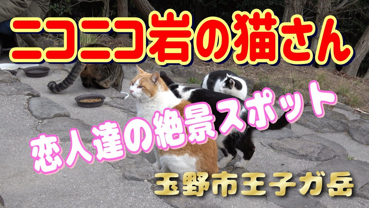 ニコニコ岩と猫ちゃん - YouTube