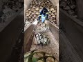 お酒を作る最も重い植物