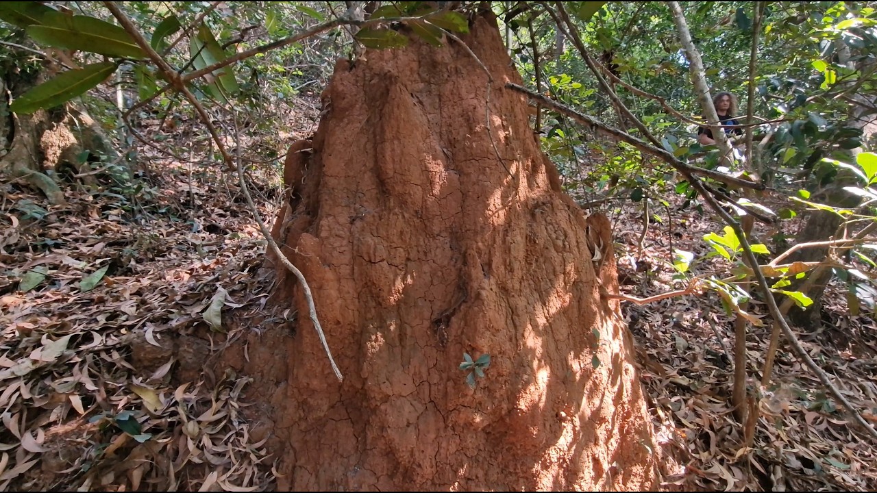 Kaip atrodo tikras termitynas? Tokio viduje demonas Hiranjakašipu atlikinėjo askezes. Gokarna. 2026