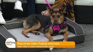 Best Mattress Pick of the Litter | Meet Adoptable Dogs from AHome4Spot