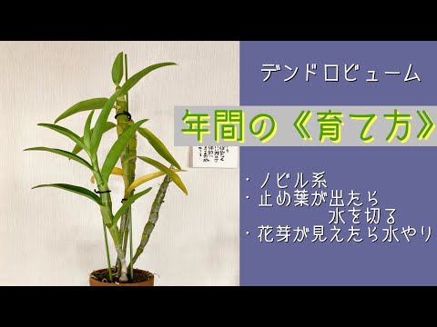 デンドロビウム・ノビレの育て方：初心者でも失敗しない5つのコツ