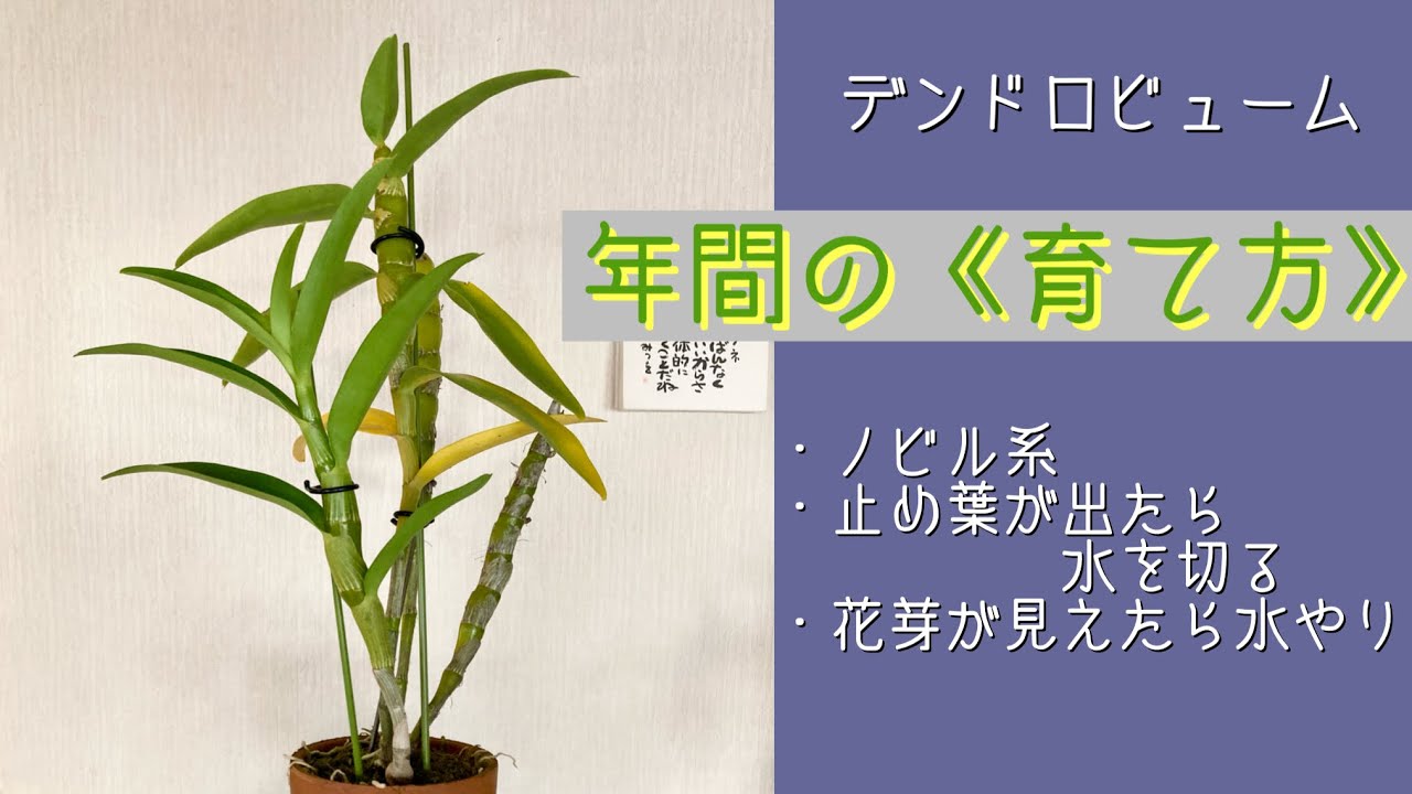 2024年11月13日 デンドロビューム 《ノビル系の育て方》 成長期から冬