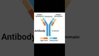 The Y-shape is not a design—it's a strategy 🧬#antibody #ytshorts #antigens #immunology #microbiology