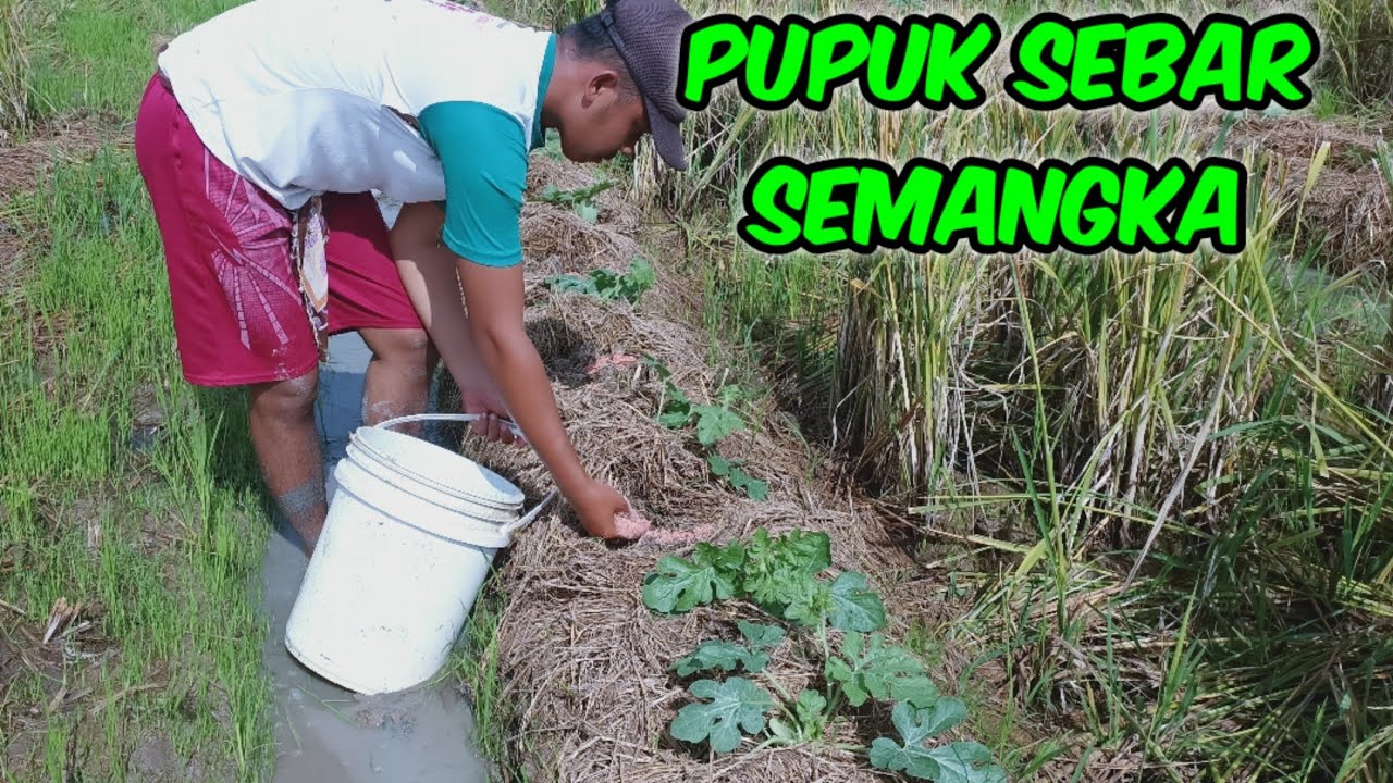 (7) APLIKASI PUPUK TABUR TANAMAN SEMANGKA