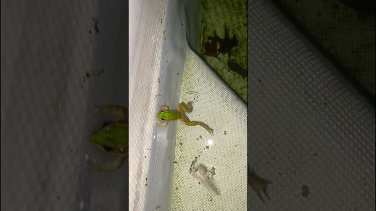 Frog Swimming in a Pool
