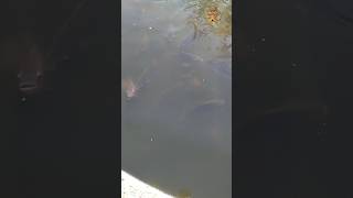 piscicultura  #pisciculturabrasil #fish #ras