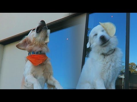 THESE DOGS CAN'T CATCH! (Super Cooper Sunday #74)