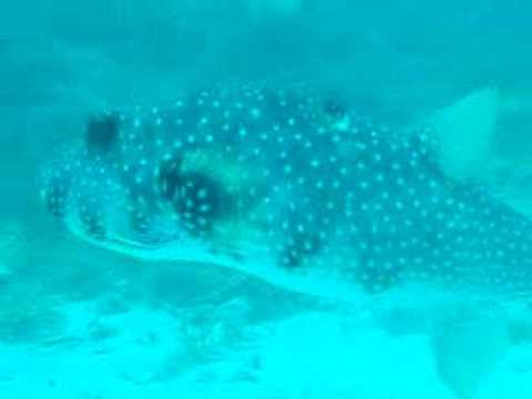 Landing of Puff Fish Landing of Puff Fish