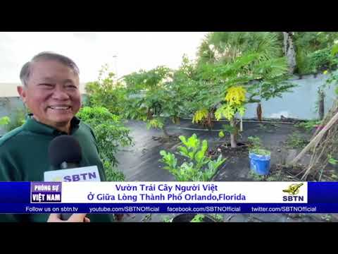Video PHÓNG SỰ CỘNG ĐỒNG: Vườn trái cây của người Việt ở... - youtube