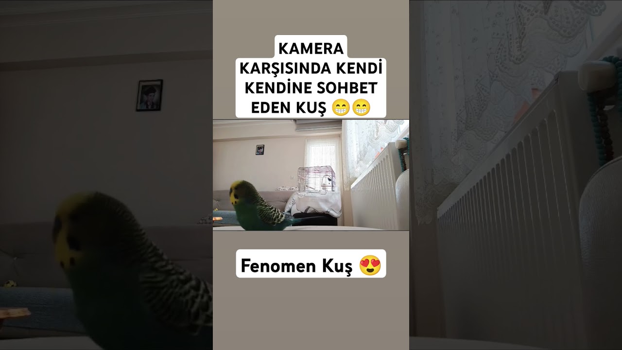 Fenomen Kuş #muhabbetkuşu #muhabbetkuşufıstık #konuşankuş #fıstık #babacık #cicikuş