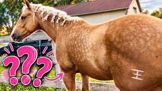 OUR NEW GELDING’S NAME IS…👀✨