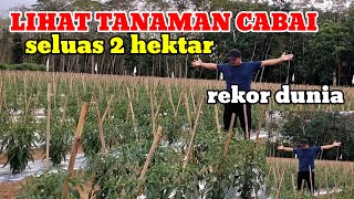 MENANAM CABAI SELUAS 2 HEKTAR 1 PUN TIDAK ADA YANG MATI#INI SOLUSI NYA#