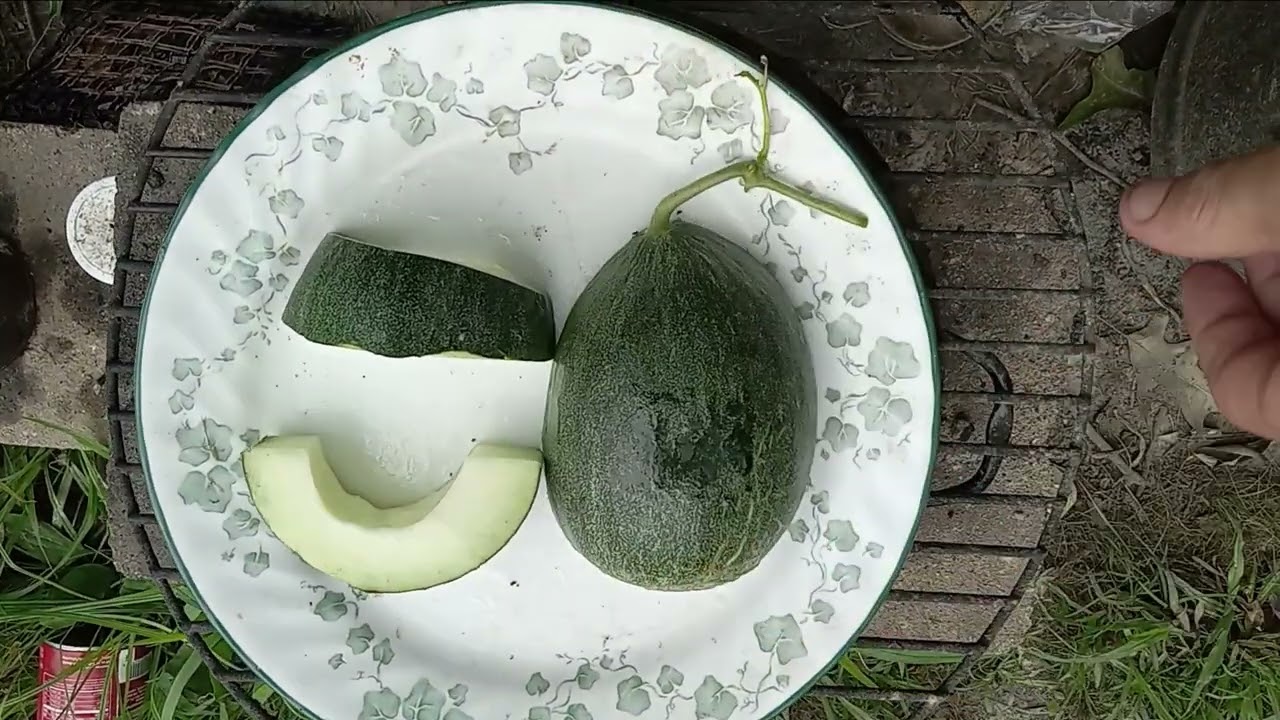 2nd  Kind Of Melon from The Melon   Patch The  Sharlyn Melon