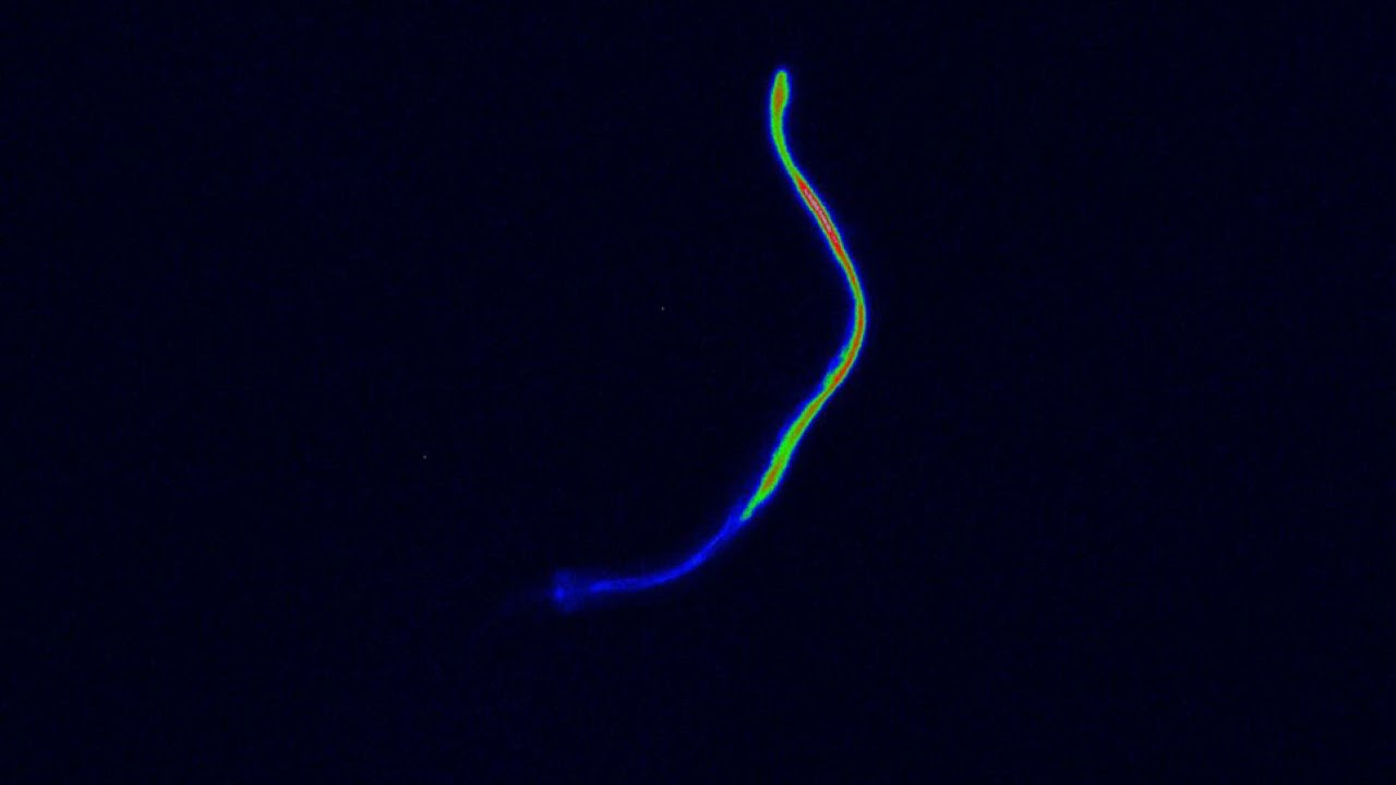 Nematode Glow - YouTube