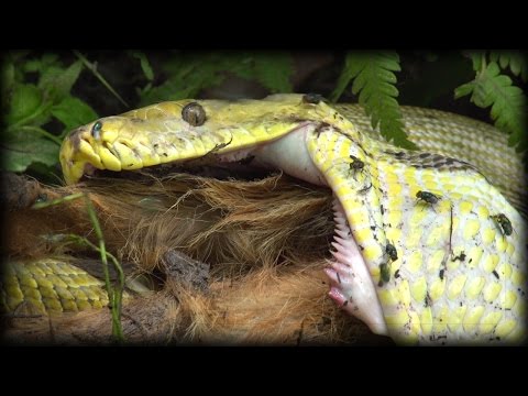 Python Eats Goat 01 Stock Footage