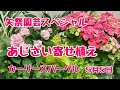 矢祭園芸スペシャル紫陽花カーリースパークル寄せ植え