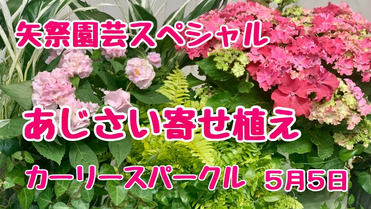 矢祭園芸スペシャル紫陽花カーリースパークル寄せ植え - YouTube