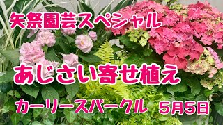 矢祭園芸スペシャル紫陽花カーリースパークル寄せ植え
