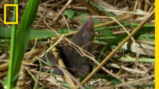 宿命の捕食者 ブラリナトガリネズミ | ナショジオ