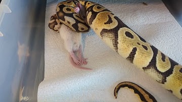 Live Feeding Video | Isis | #livefeeding #snakefood #feedingtime #ballpython #reptile #snake #rodent
