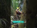 You’d Never Expect This Cute Animal to Be So Dangerous #tamandua #animalfacts #wildanimals